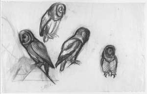 Owl studies, Eva Eisenlohr, date unknown