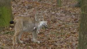 *(link: http://natuurbeelden.openbeelden.nl/media/172321 text: Lynx met konijn in bek target: _blank)*, Enting Films, 2012. (link: https://creativecommons.org/licenses/by-sa/3.0/nl/ text: Creative Commons – Gelijkdelen target: _blank)